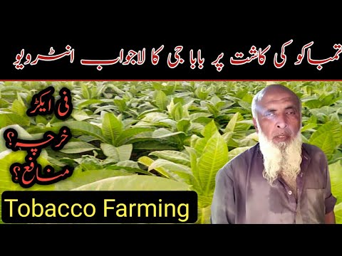 Tobacco Farming in Pakistan-Tobacco ki kasht-Tabacco Farming in  Punjab-AZHAR JAHANGIR AZEEMI