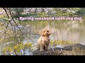 Spring weekend with my dog 🌸🧸🐾💕 Japan life with a maltipoo 🤎🎀
