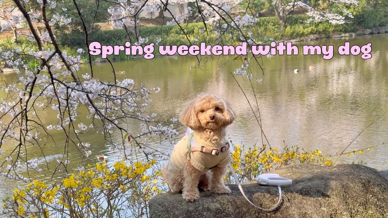 Spring weekend with my dog 🌸🧸🐾💕 Japan life with a maltipoo 🤎🎀