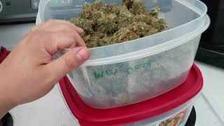 550 HLG v2 red spec BUD check/harvest part 2 Great lakes water only vs Coots