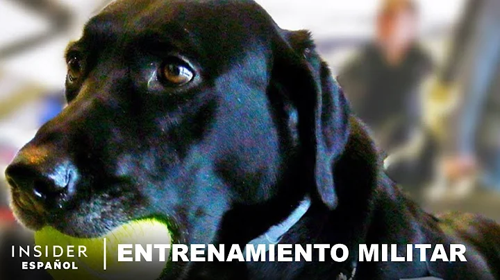 Cómo es el entrenamiento de detección de explosivos para perros de la TSA | Entrenamiento militar