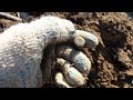 Коп с MINELAB VANQUISH 340!!! Закрытие полевого сезона. #minelab #коп #находки #металлоискатель