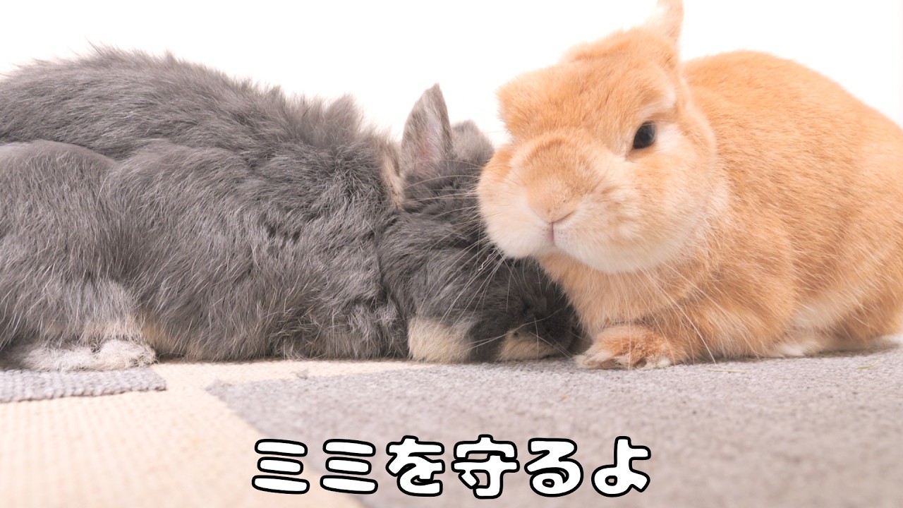 2ぴょんに留守番を任せたらミミを守ろうとするムギが可愛すぎました【No.1938】