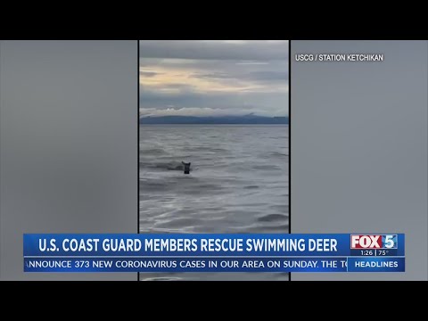 U.S. Coast Guard Rescues Swimming Deer
