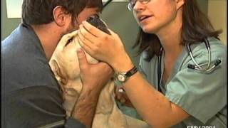 Vaccination Intra Nasale Contre La Bordetellose Toux De Chenil Hr 23 10 01 10