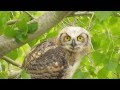 Baby Great Horned Owl head-bobbing!