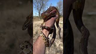 Snake Hunting in Mississippi!