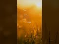 Graceful Path | Peace, Come and Find My Heart - Ethan Reed & Chloe Winter #Shorts
