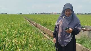 Ekosistem Perairan: Persawahan