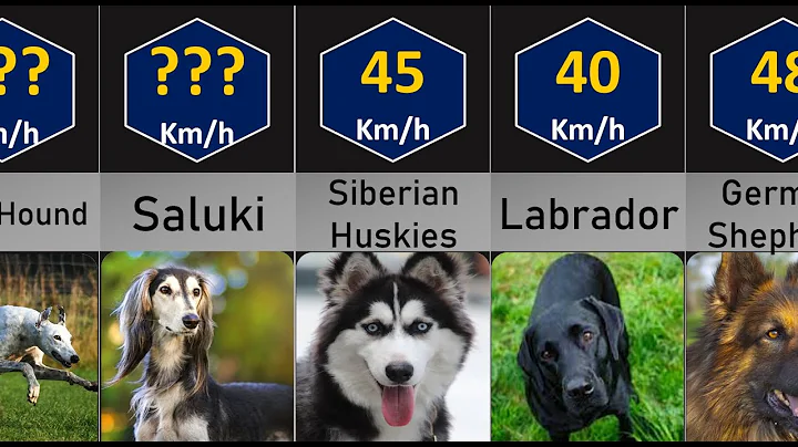 Fastest Dog Breeds | Dogs Top Speed Comparison