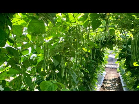 つるありインゲン栽培　梅雨に多い病害虫の防ぎ方　20/7/3