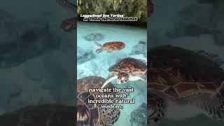 Loggerhead Sea Turtles in Their Natural Habitat #animals #turtle #shorts