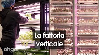 La fattoria verticale indoor dove coltivare a km 0 risparmiando migliaia di litri dacqua