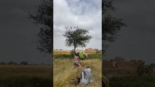 Brave Forest Hunters Rescue Wild Ravens Nest | USA 🇺🇸 & UK 🇬🇧#humor #outdoorwork #farming