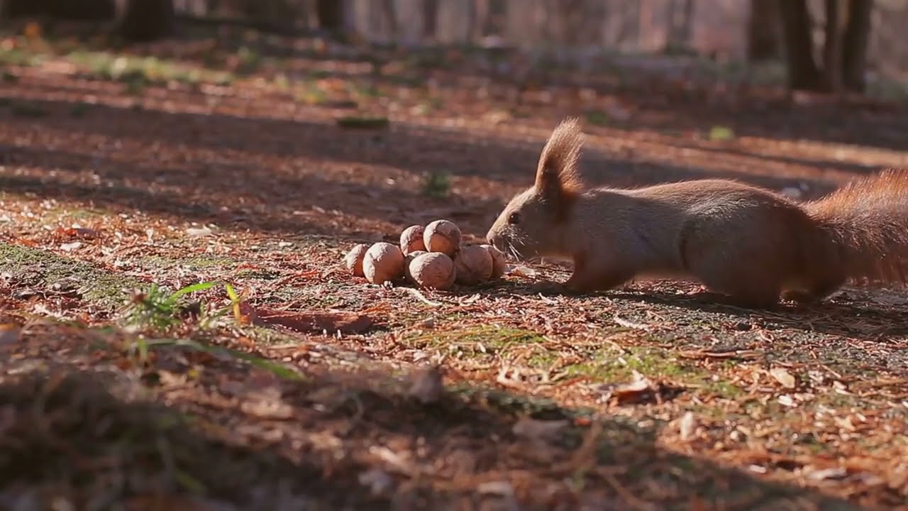 The Curious Squirrel and the Magic Acorn