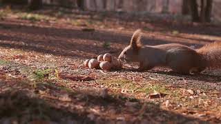 Detalles The Curious Squirrel and the Magic Acorn Actualización
