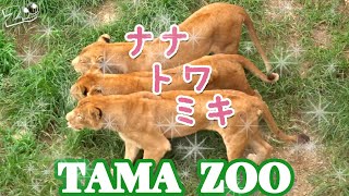 「トワ」ちゃん「ナナ」に甘える　多摩動物公園ライオン園ドキュメンタリー