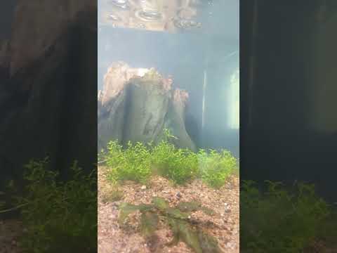 baby fish EVERYWHERE #wifishfam #fishbreeding #fishfry #babyfish #fishtankvlog #aquariumvlog #fish