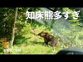 【北海道1周】知床満喫しようとしたがクマにビビる・・・!!|知床五湖|世界自然遺産||ドライブ|田舎暮らし|北海道|4K