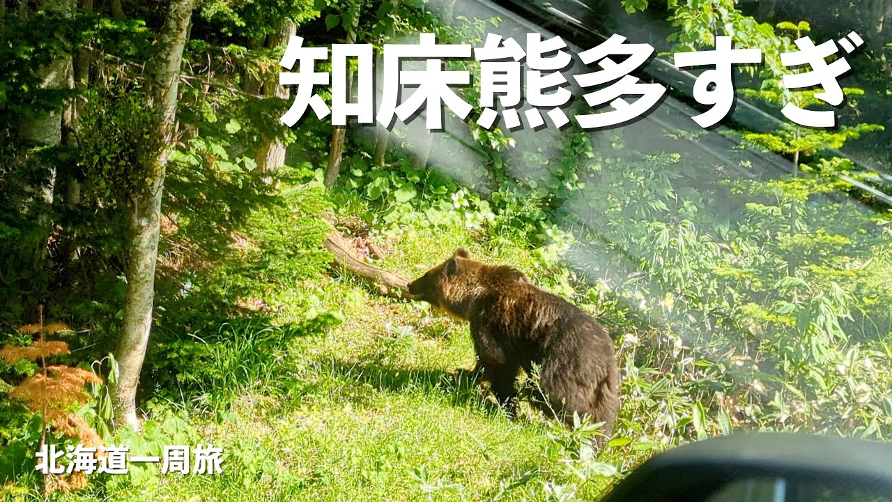 【北海道1周】知床満喫しようとしたがクマにビビる・・・!!｜知床五湖｜世界自然遺産｜｜ドライブ｜田舎暮らし｜北海道｜4K