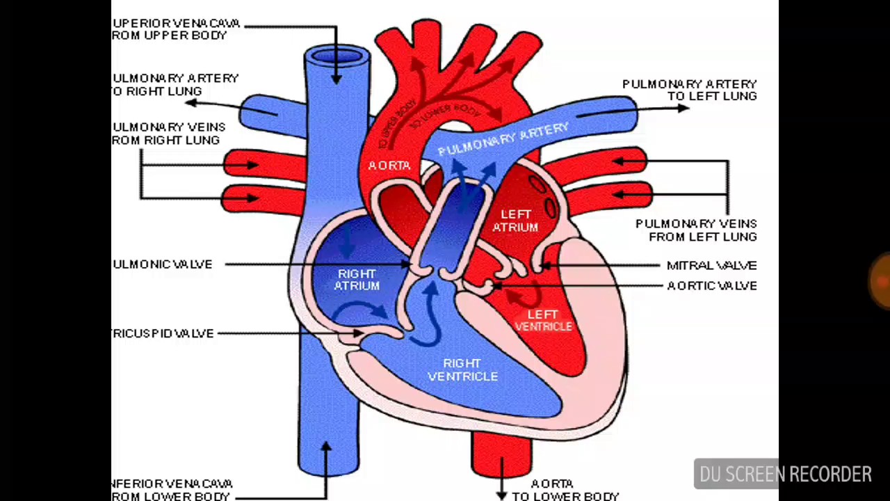 Какая кровь в предсердии. Сердце ящерицы. Правое предсердие ящерицы. The process of Blood circulation. Heart diagram.
