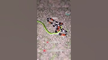 Cuộc đối đầu giữa rắn san hô và rắn lục đuôi đỏ  #thếgiớiđộngvật