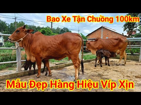 Video 6/10 ( Mẫu Vip ) Bán 2 Bộ Mẹ Con Đực 3B Mẫu Bơm Bay... - youtube