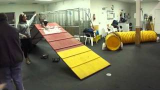 Kona: Intermediate 1 Agility Class! (Week 5)