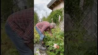 The Pyjama Gardeners are back! Episode 21 #arnecarlos #arneandcarlos #gardening #gardendesign