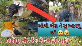 😀 ગીર મા ફરી એક વાર 👉ભેસ સીમ મા વિહાની 🫢🙉 સુ આવયૂ જો 🌳🤔