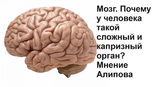 Мозг. Почему У Человека Такой Сложный И Капризный Орган? Мнение Алипова