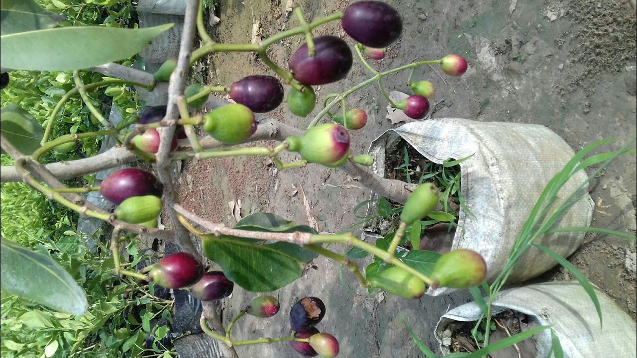 Black Jamun plants 1st year Fruiting start Chintamani Nursery ☎