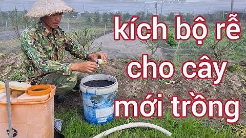 Cách trồng cây và tưới kích rễ cho cây mới trồng như thế nào  0988063918
