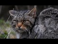 Gato Montés (Felis silvestris), Wildcat, Chat sauvage, Gatto selvatico.