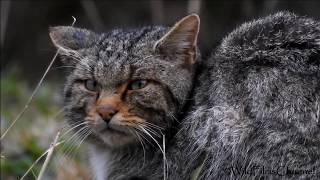 Gato Montés (Felis silvestris), Wildcat, Chat sauvage, Gatto selvatico.