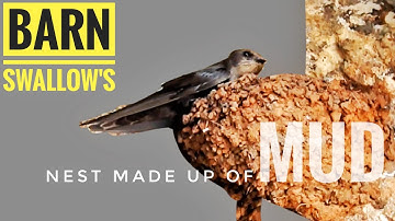 Barn Swallows Nest Made up of MUD in cave | Bird Watching