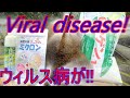 定期的な葉面散布!!病害虫!!Spray plants regularly!!Disease and insect pests!!Viral／Facility cucumber cultivation