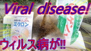 定期的な葉面散布!!病害虫!!Spray plants regularly!!Disease and insect pests!!Viral／Facility cucumber cultivation