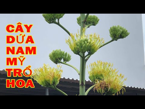 Cây Dứa Nam Mỹ Ra Hoa - Quy trình cây dứa nam mỹ ra hoa |video đầy đủ trong 3 tháng