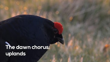 How to…Listen to the upland dawn chorus