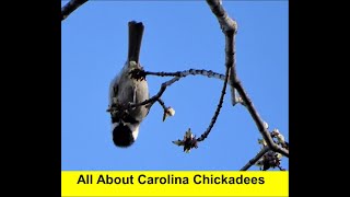 A Bird Watcher's Delight: Captivating Moments of Carolina Chickadees in Action