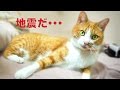 【地震だ！猫もビックリ】まったり遊んでたのに〜地震速報にビビる猫『茶トラ猫 マック』Cat which is surprised at an earthquake breaking news