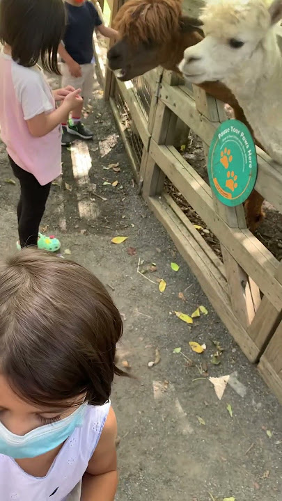 Feeding lamas #badbunny #music #animals