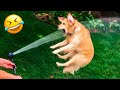 Funniest dogs and catss   best funny animals 2023  6