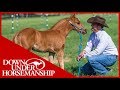 Clinton Anderson: Foal Training - Downunder Horsemanship