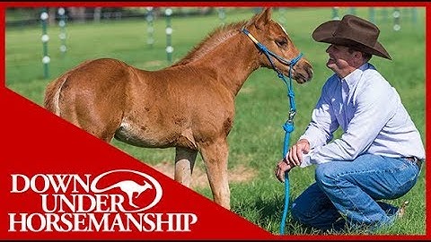 Clinton Anderson: Foal Training - Downunder Horsemanship