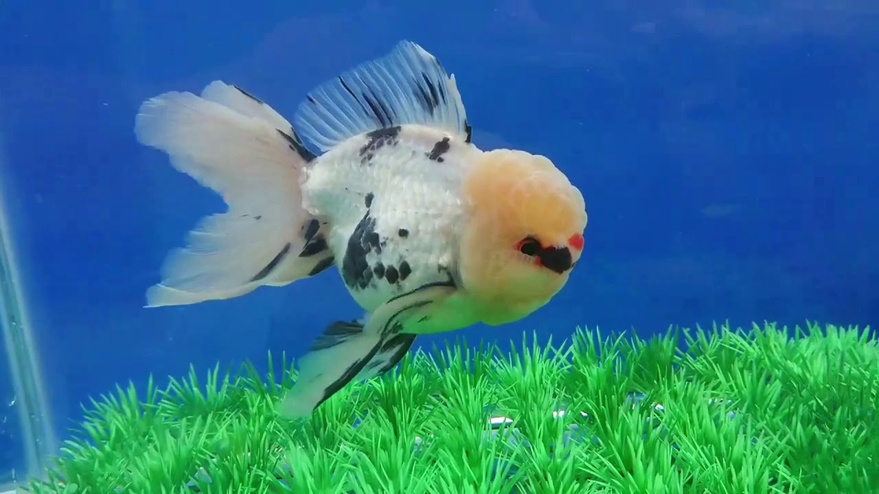 Ikan mas Koki 2022 Oranda YouTube