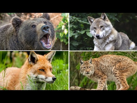 Video: Animales del bosque: foto, descripción