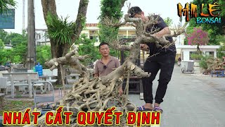 Làm thế nào với 1 cây sanh quá nhiều rễ, tay cành quá, dài Nam Lê giúp anh Dũng NB | NamLe Bonsai