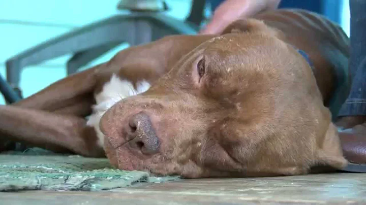 Stolen dog seized during cockfighting raid reunite...